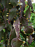 Rhipsalis pachyptera