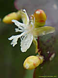 Rhipsalis pachyptera