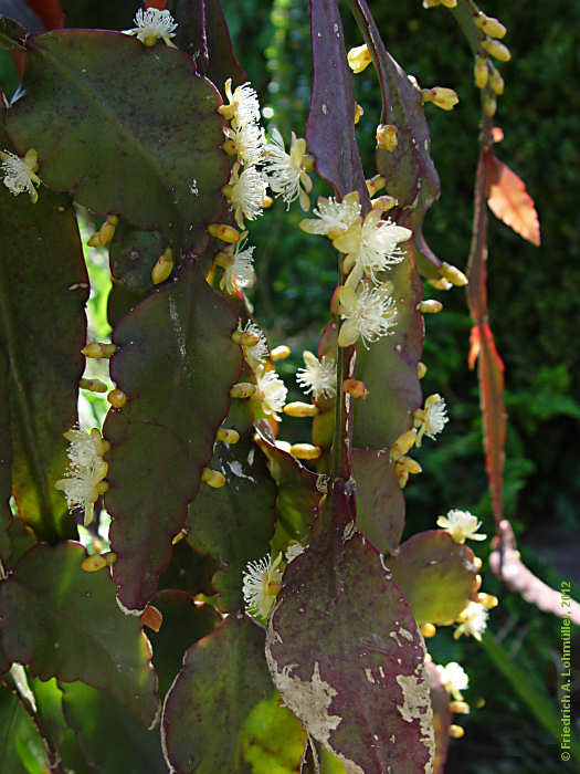 Rhipsalis pachyptera