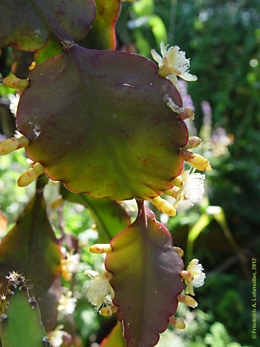 Rhipsalis pachyptera