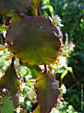 Rhipsalis pachyptera