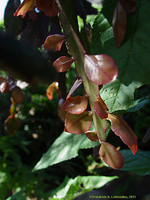 Rhipsalis pachyptera