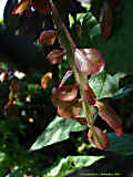 Rhipsalis pachyptera