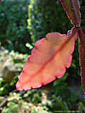 Rhipsalis pachyptera