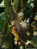 Rhipsalis pachyptera