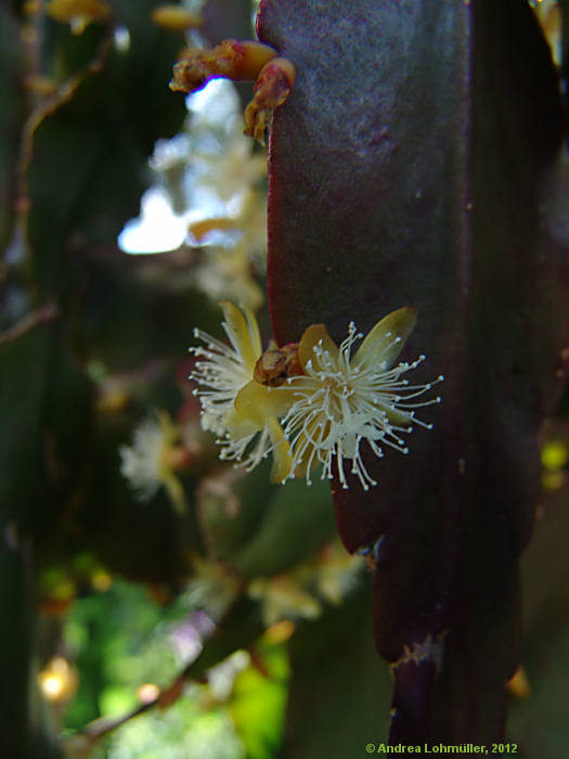 Rhipsalis pachyptera