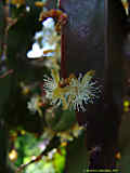 Rhipsalis pachyptera