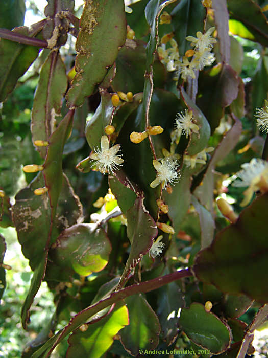 Rhipsalis pachyptera