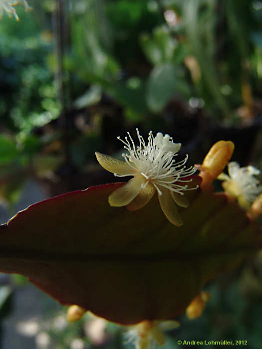 Rhipsalis pachyptera