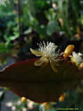 Rhipsalis pachyptera