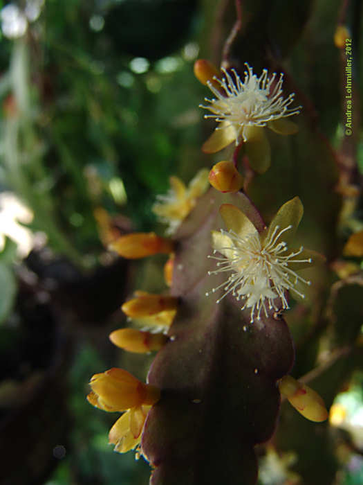 Rhipsalis pachyptera