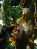 Rhipsalis pachyptera