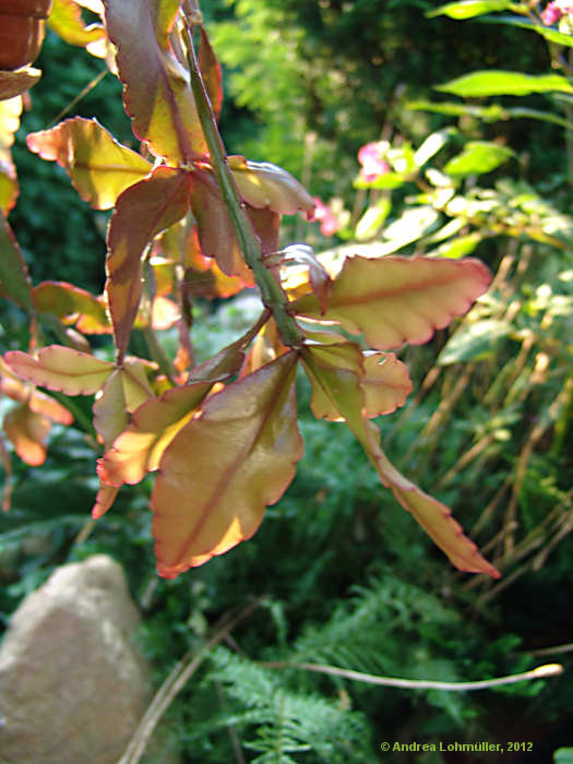 Rhipsalis pachyptera