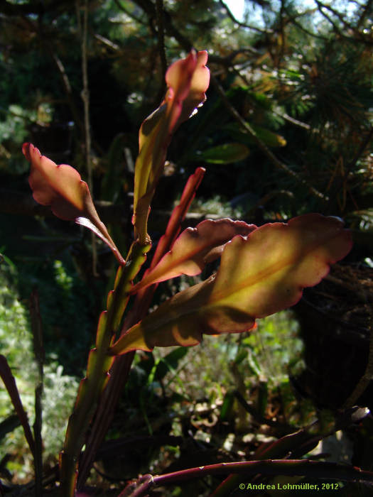 Rhipsalis pachyptera