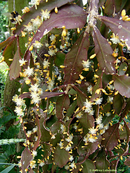 Rhipsalis pachyptera