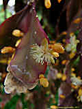 Rhipsalis pachyptera