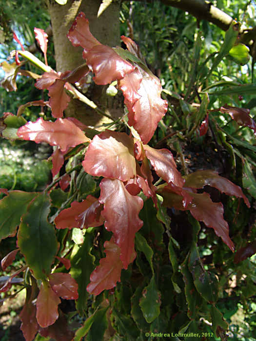 Rhipsalis pachyptera