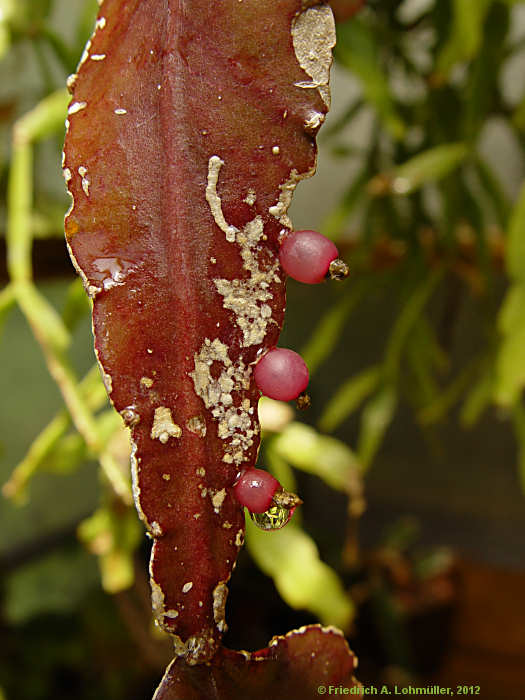 Rhipsalis pachyptera