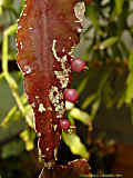 Rhipsalis pachyptera