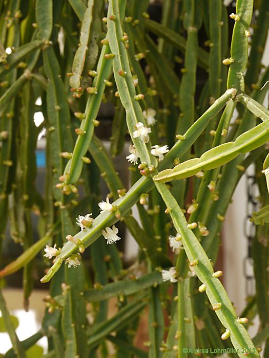 Rhipsalis pentaptera