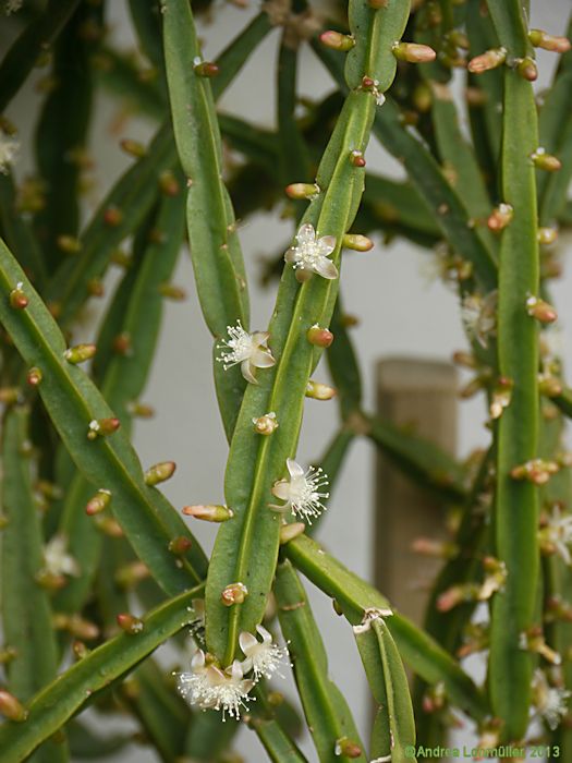 Rhipsalis pentaptera