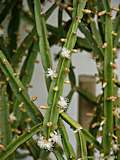 Rhipsalis pentaptera