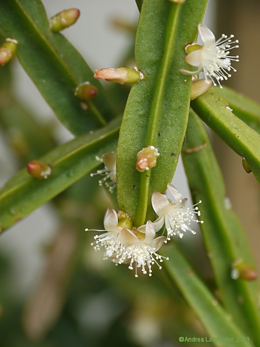 Rhipsalis pentaptera