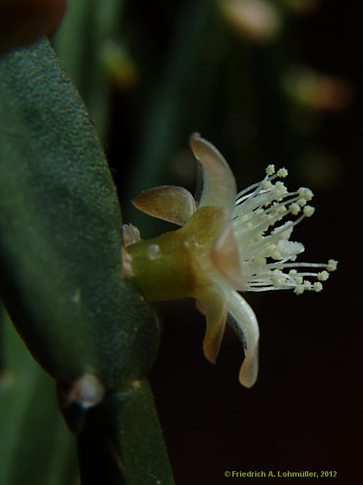 Rhipsalis pentaptera