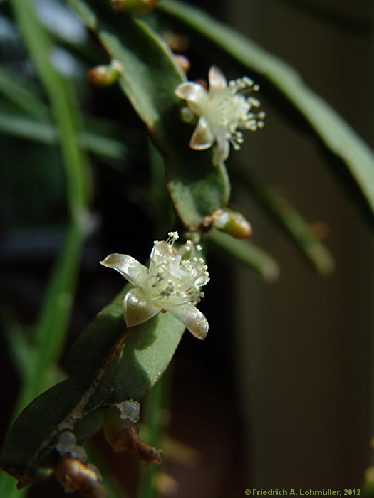 Rhipsalis pentaptera