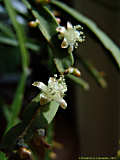 Rhipsalis pentaptera