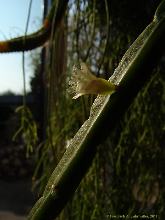 Rhipsalis pentaptera