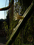 Rhipsalis pentaptera