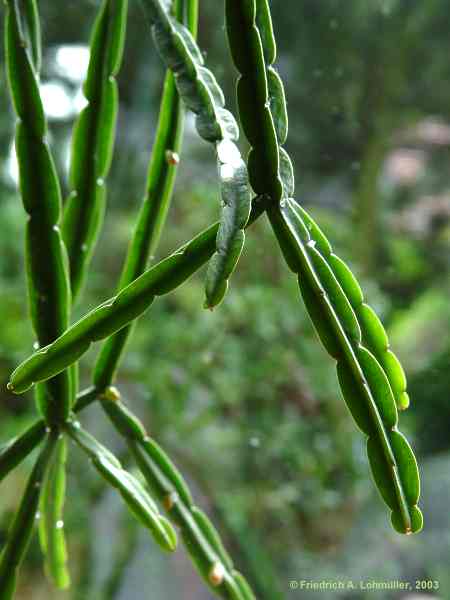 Rhipsalis pentaptera