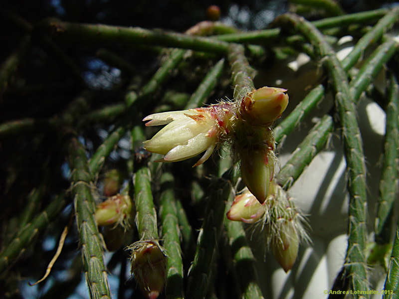 Rhipsalis pilocarpa