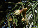 Rhipsalis pilocarpa