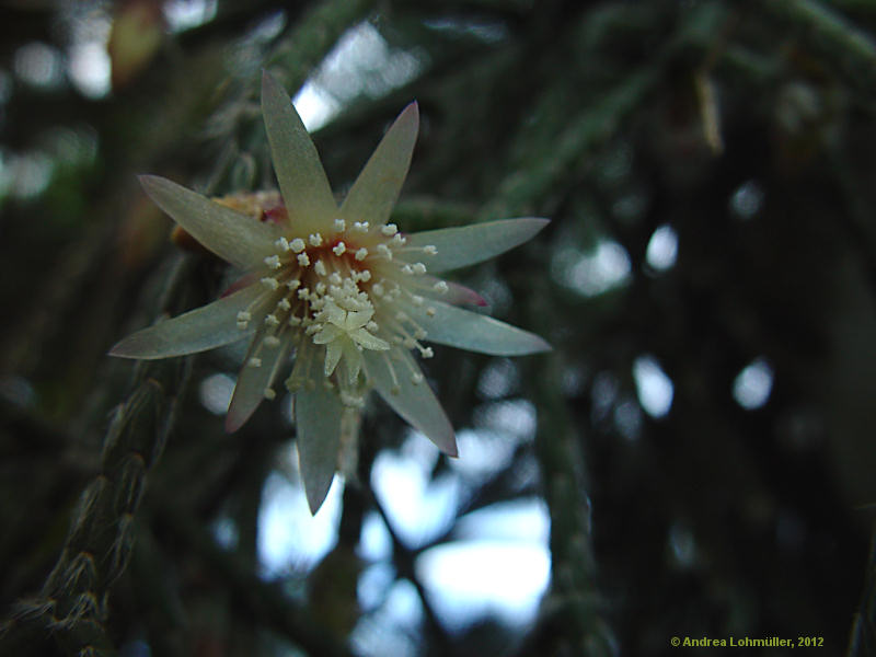 Rhipsalis pilocarpa