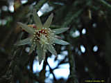 Rhipsalis pilocarpa