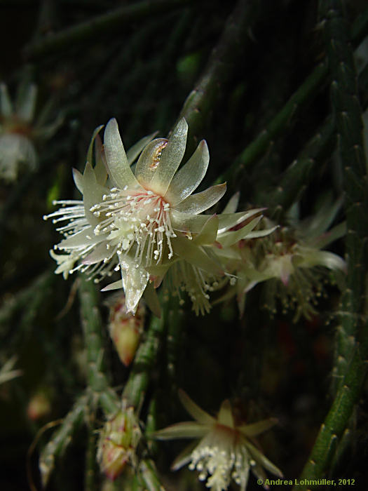 Rhipsalis pilocarpa