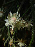 Rhipsalis pilocarpa