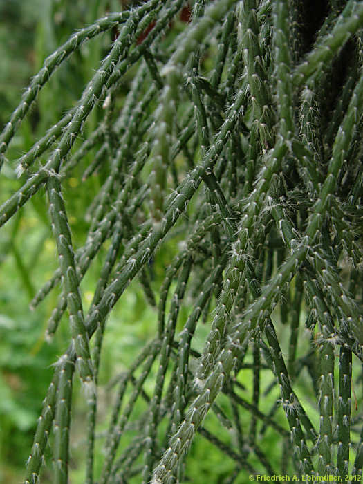 Rhipsalis pilocarpa