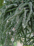 Rhipsalis pilocarpa