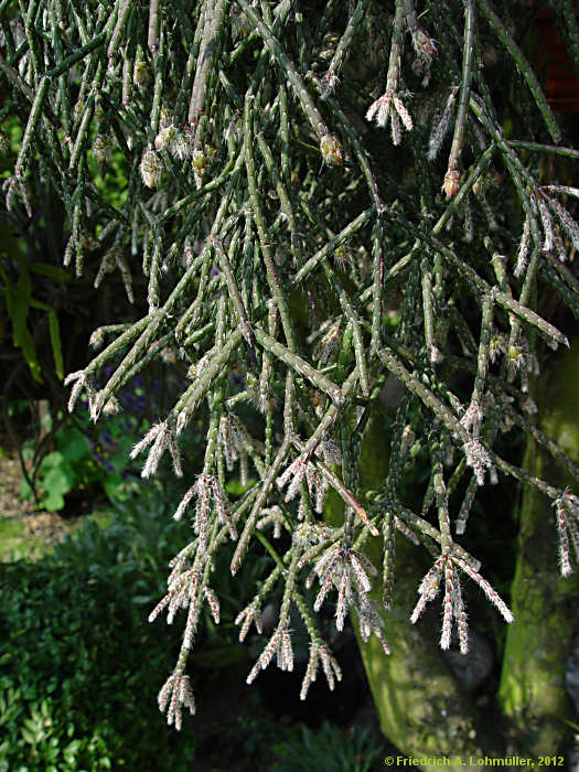 Rhipsalis pilocarpa