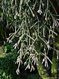 Rhipsalis