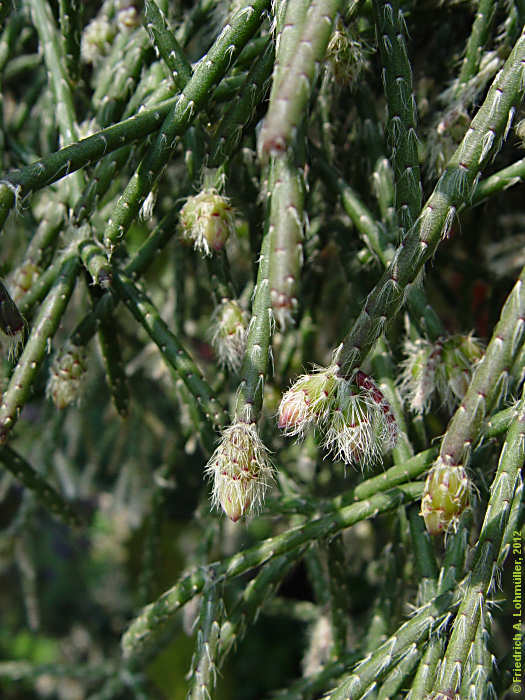 Rhipsalis pilocarpa