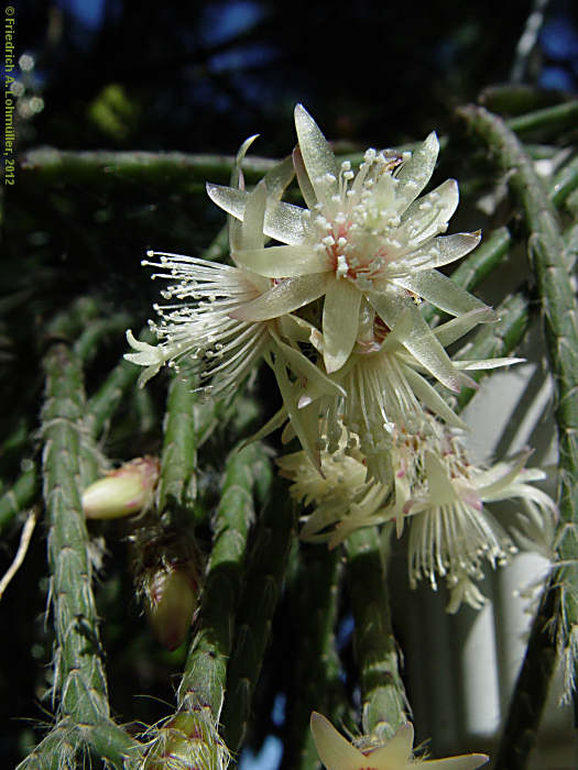 Rhipsalis pilocarpa