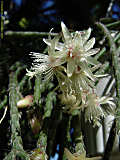 Rhipsalis pilocarpa