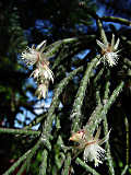 Rhipsalis pilocarpa