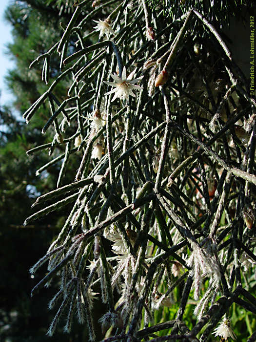 Rhipsalis pilocarpa