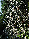 Rhipsalis pilocarpa