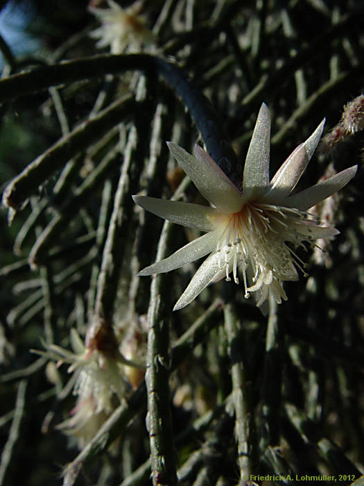 Rhipsalis pilocarpa